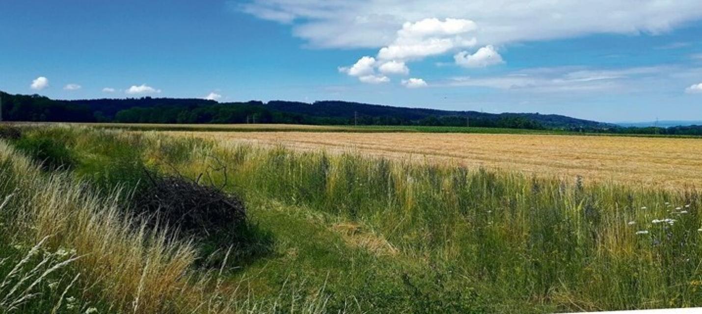 Saum auf Ackerfläche