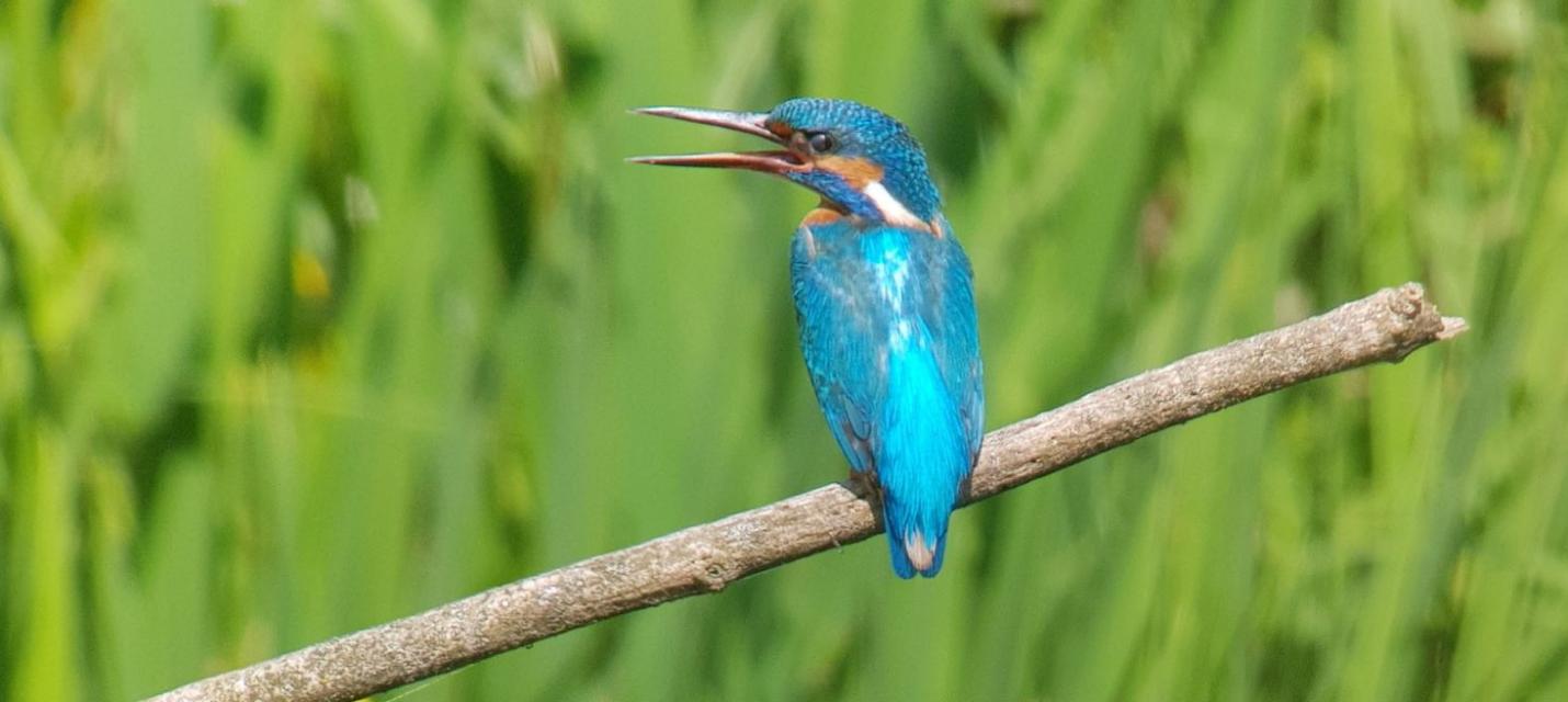 Eisvogel