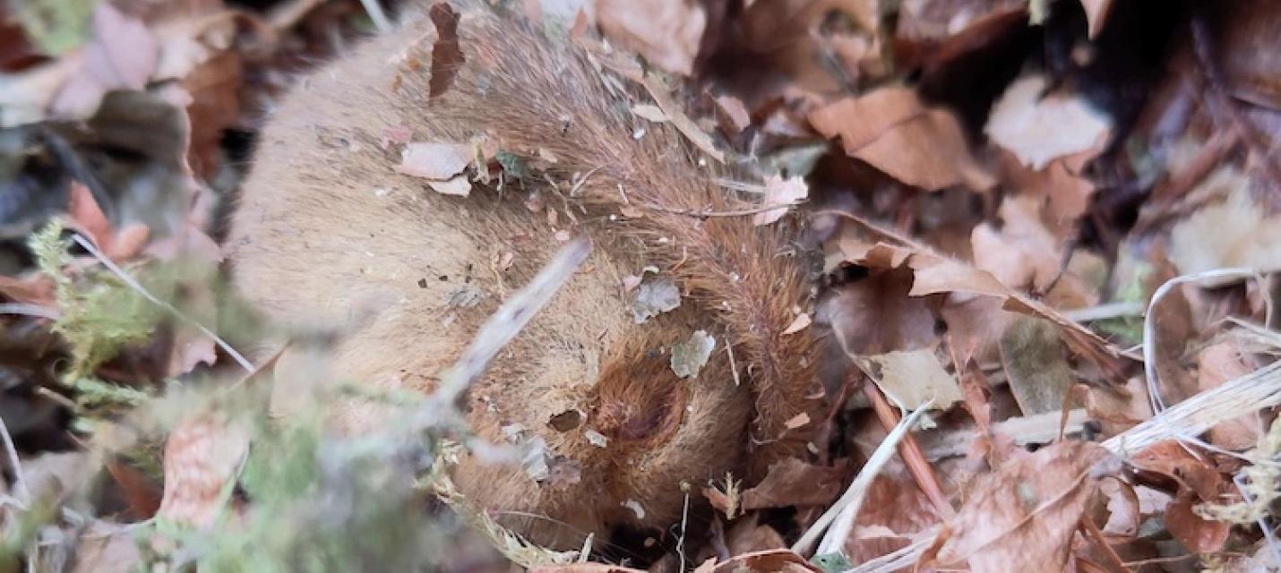 Haselmaus im Winterschlaf