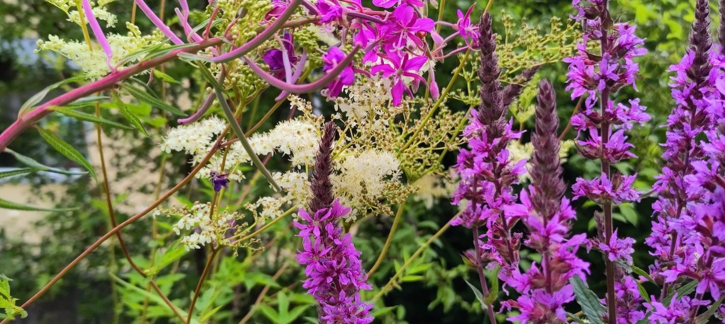Einheimische Gartenpflanzen