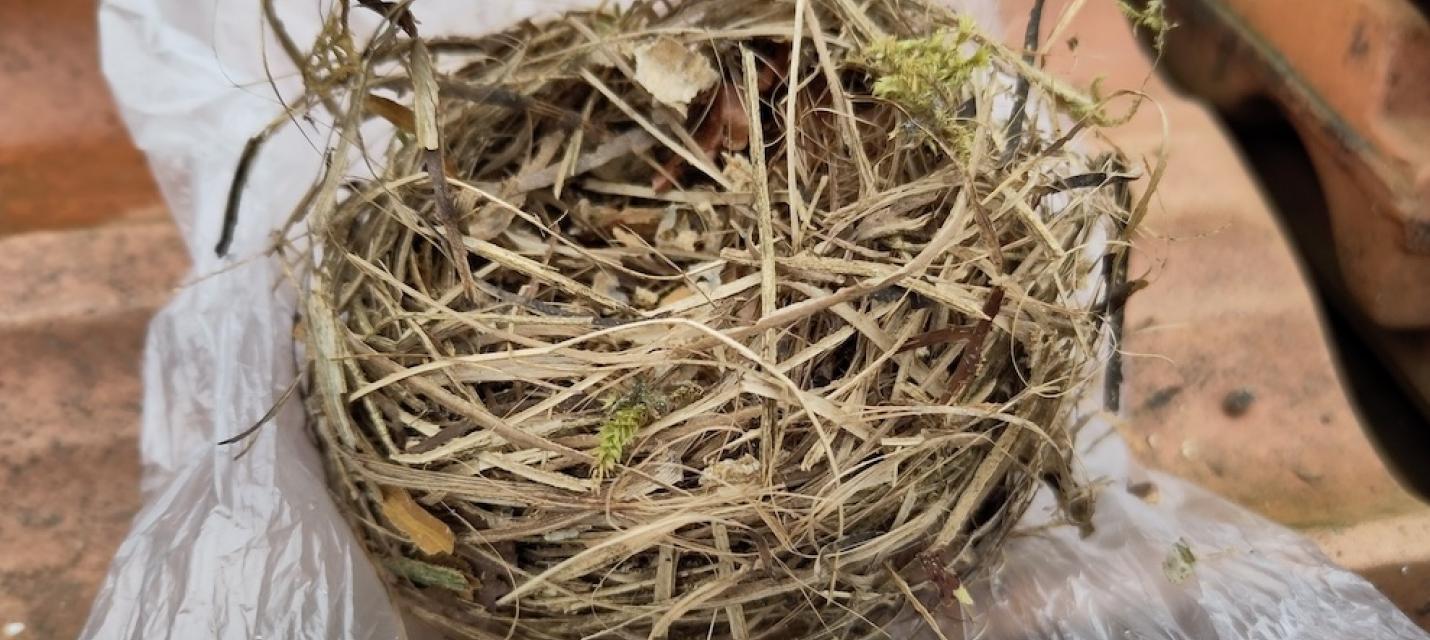 Trauerschnäppernest
