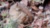 Haselmaus im Winterschlaf